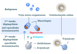 werking van het immuunsysteem